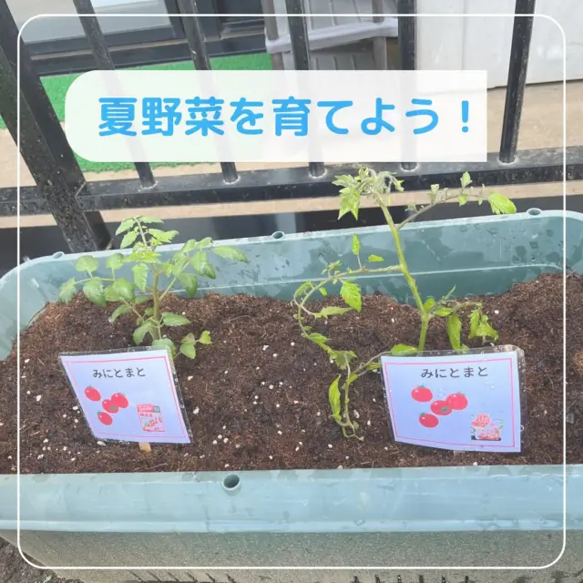 今日は、2歳児さんが夏野菜の苗を
植えてくれました！

しっかりお話を聞いてくれる2歳児さん。
「野菜が大きくなるために必要なのは、
おひさまとなんだと思う？」とクイズを出すと

「おみず！！」と、すぐに答えてくれる子もいました😳✨️

土をならして、苗を植えたら
手作りのじょうろで水やりをしました！
「おおきくなーれ！」と声を掛けていましたよ✨️

今年は
○ミニトマト
○つるなしいんげん
○小玉すいか
を、植えてみました！

大きく美味しくなるよう育てていきたいと思います🍅

#東所沢保育園#所沢#保育園#駅近#東所沢 
#小規模保育園#バルーンナーサリーズ
#夏野菜の苗#食育#ミニトマト栽培
#いんげん栽培#小玉すいか栽培