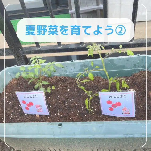 5月上旬に植えた夏野菜の苗たちが
みるみる生長しています✨

毎日水やりをしてくれる子どもたち。
「お花咲いた」「みてみて！」と、
変化に気付いて教えてくれています。

赤ちゃんトマトはどうして赤いの？
まだ食べられないの？と疑問を持ち
興味につながっているようです✨

残念ながらこだまスイカは１つ枯れてしまいましたが
「なくなっちゃったね」と子どもたちも
一緒に残念がってくれました。

いんげんやトマトの収穫が楽しみです！
引き続き大切に育てていきたいと思います。

#東所沢保育園#所沢#保育園#駅近#東所沢 
#小規模保育園#バルーンナーサリーズ
#夏野菜の記録
