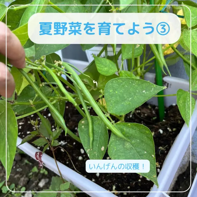 先週からいんげんを収穫しています♪
「いんげん！いんげん！」と、大喜びで
収穫したいんげんを手に持っていました！

なんと今日は22本も収穫できました✨️

収穫したいんげんは金曜日はスープに、
今日は鶏肉のトマト煮に入れてもらい
給食でいただきました❣️

野菜が苦手な子も「いんげん美味しい！」
と、食べてくれる姿も見られました。

これからもいんげん、トマトとたくさん
収穫が出来そうです✨️

#東所沢保育園#所沢#保育園#駅近#東所沢
 #小規模保育園#バルーンナーサリーズ
#夏野菜を育てよう#食育