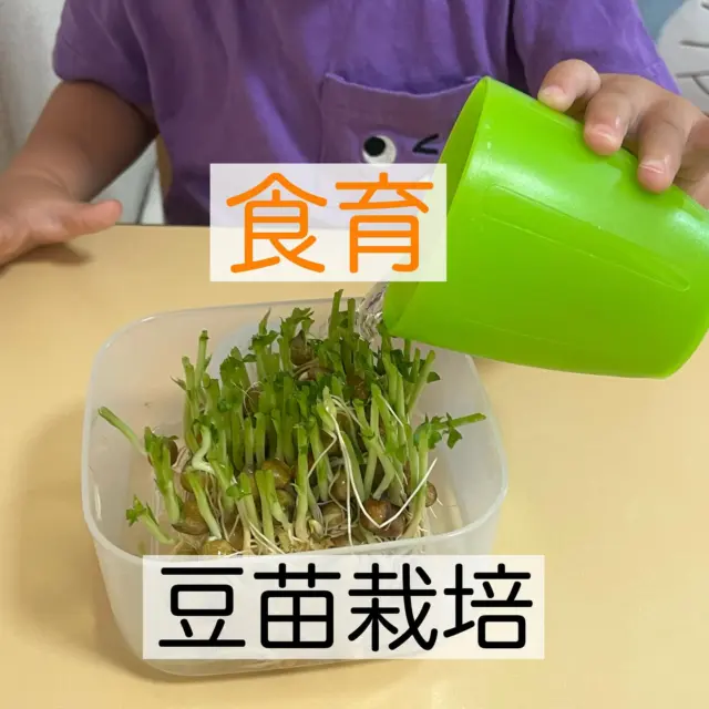 1歳児のおともだちで豆苗の栽培にチャレンジ‼️

突然の大量の葉っぱの塊に驚いて、その場から離れてしまう子もいましたが、全く動じることなくわしゃわしゃと手の感触を楽しむ姿も見られました😊
0歳児のおともだちは、興味津々で、テーブルにつかまり立ちしながら覗いてましたよ！
カットした豆苗に水やりもしました‼️この後、毎日水交換の世話をしながらニョキニョキと伸びてくる様子を楽しみながら待ちたい思います❣️

#東所沢保育園#所沢#保育園#駅近#東所沢 
#小規模保育園#バルーンナーサリーズ 
#食育#1歳児