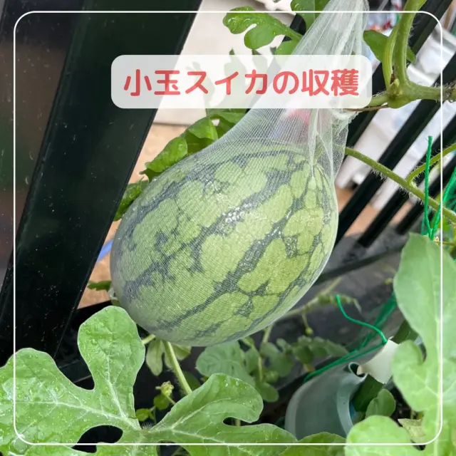 先日、2歳児さんで大切に育ててきた
小玉スイカをついに収穫しました🍉✨️

毎日毎日大きくなるのを楽しみにしていた
子どもたち。
みんなですいかを触り、すいかの製作もしました！

午前中に収穫したので、
午後のおやつの際に冷やしたスイカを
みんなの目の前で切ってもらい
試食会をしました。
とても甘くて美味しいスイカに
大喜びの子どもたちでした✨️

#東所沢保育園#所沢#保育園#駅近#東所沢 
#小規模保育園#バルーンナーサリーズ
#小玉すいか#食育#すいかの成長記録
